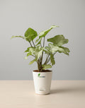 FreshMet White Syngonium Live Indoor Plant | Self Watering Pot | Easy Care Home & Office Decor Plantuct