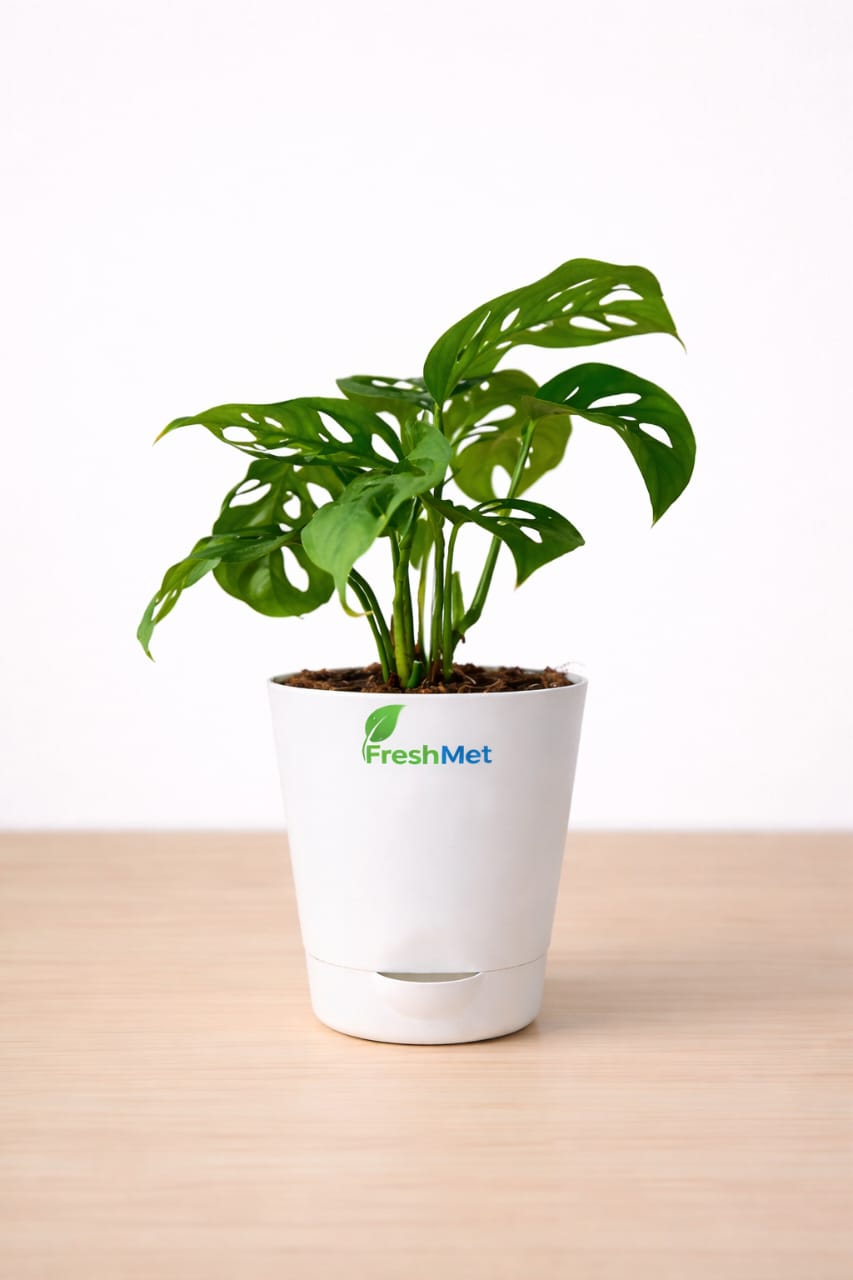 FreshMet Broken Heart Plant (Monstera Adansonii) Live Indoor Plant | Self Watering Pot | Easy Care Home & Office Decor Plant