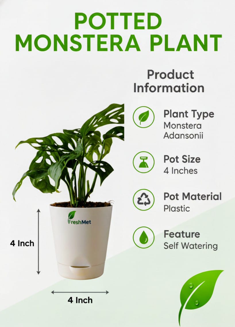 FreshMet Broken Heart Plant (Monstera Adansonii) Live Indoor Plant | Self Watering Pot | Easy Care Home & Office Decor Plant