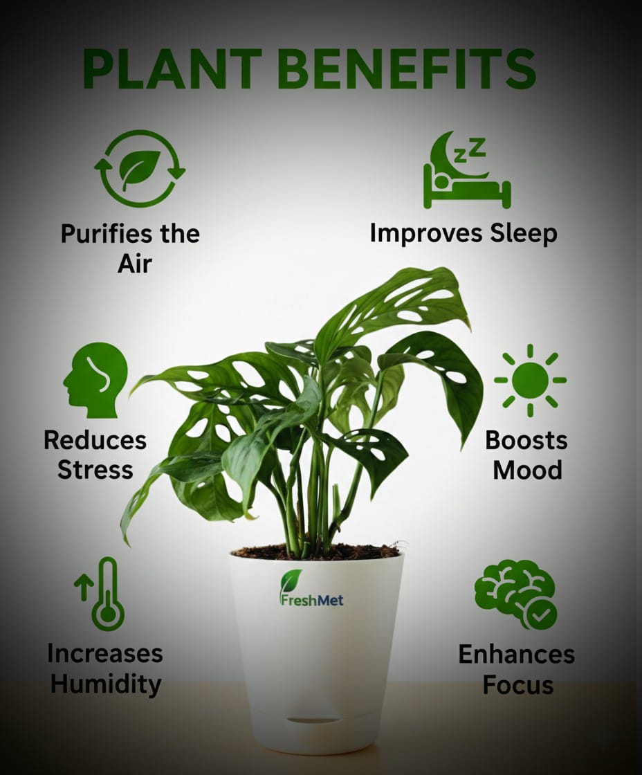 FreshMet Broken Heart Plant (Monstera Adansonii) Live Indoor Plant | Self Watering Pot | Easy Care Home & Office Decor Plant