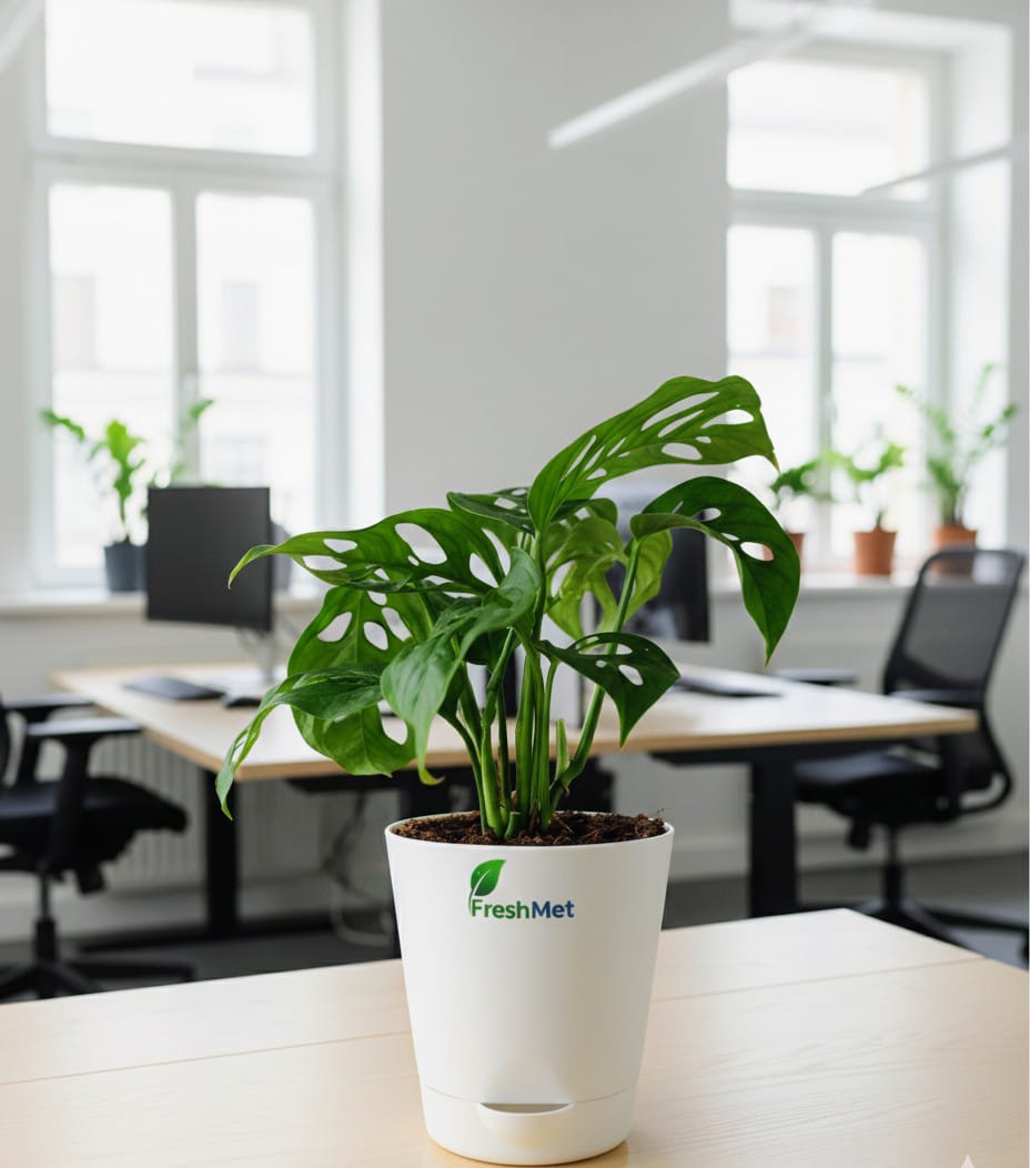 FreshMet Broken Heart Plant (Monstera Adansonii) Live Indoor Plant | Self Watering Pot | Easy Care Home & Office Decor Plant