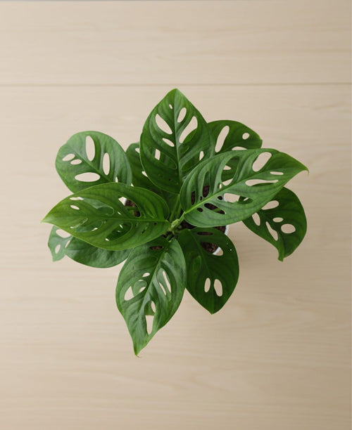 FreshMet Broken Heart Plant (Monstera Adansonii) Live Indoor Plant | Self Watering Pot | Easy Care Home & Office Decor Plant