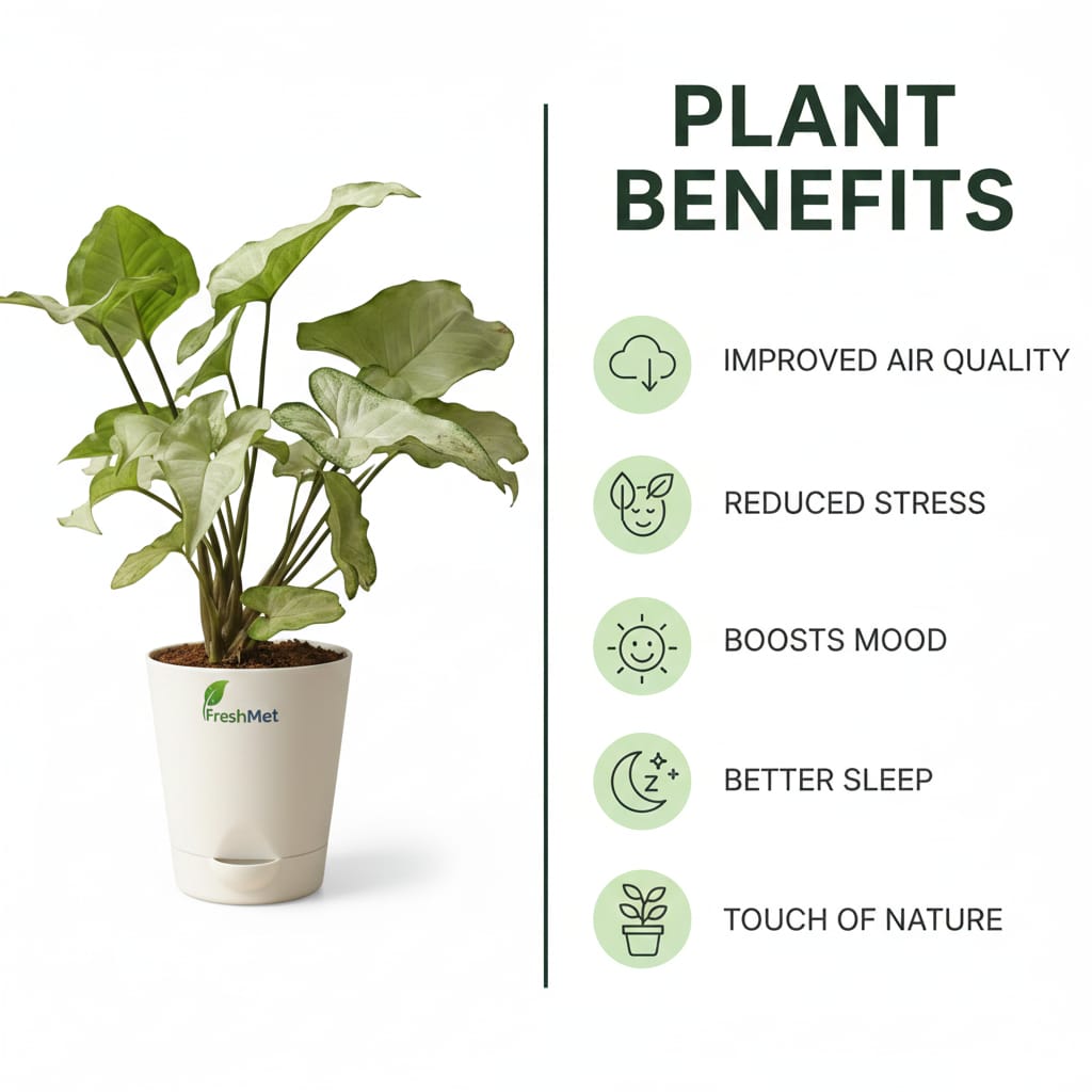 FreshMet White Syngonium Live Indoor Plant | Self Watering Pot | Easy Care Home & Office Decor Plantuct