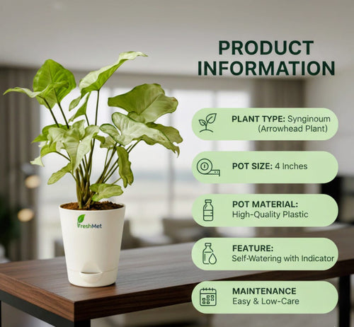 FreshMet White Syngonium Live Indoor Plant | Self Watering Pot | Easy Care Home & Office Decor Plantuct