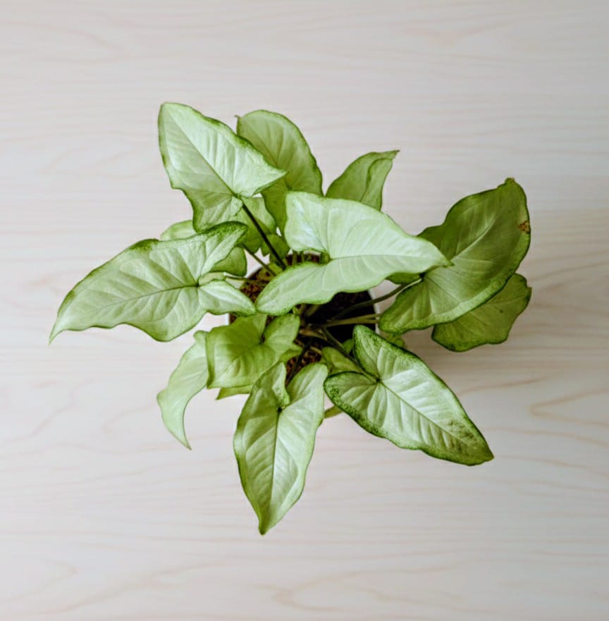 FreshMet White Syngonium Live Indoor Plant | Self Watering Pot | Easy Care Home & Office Decor Plantuct
