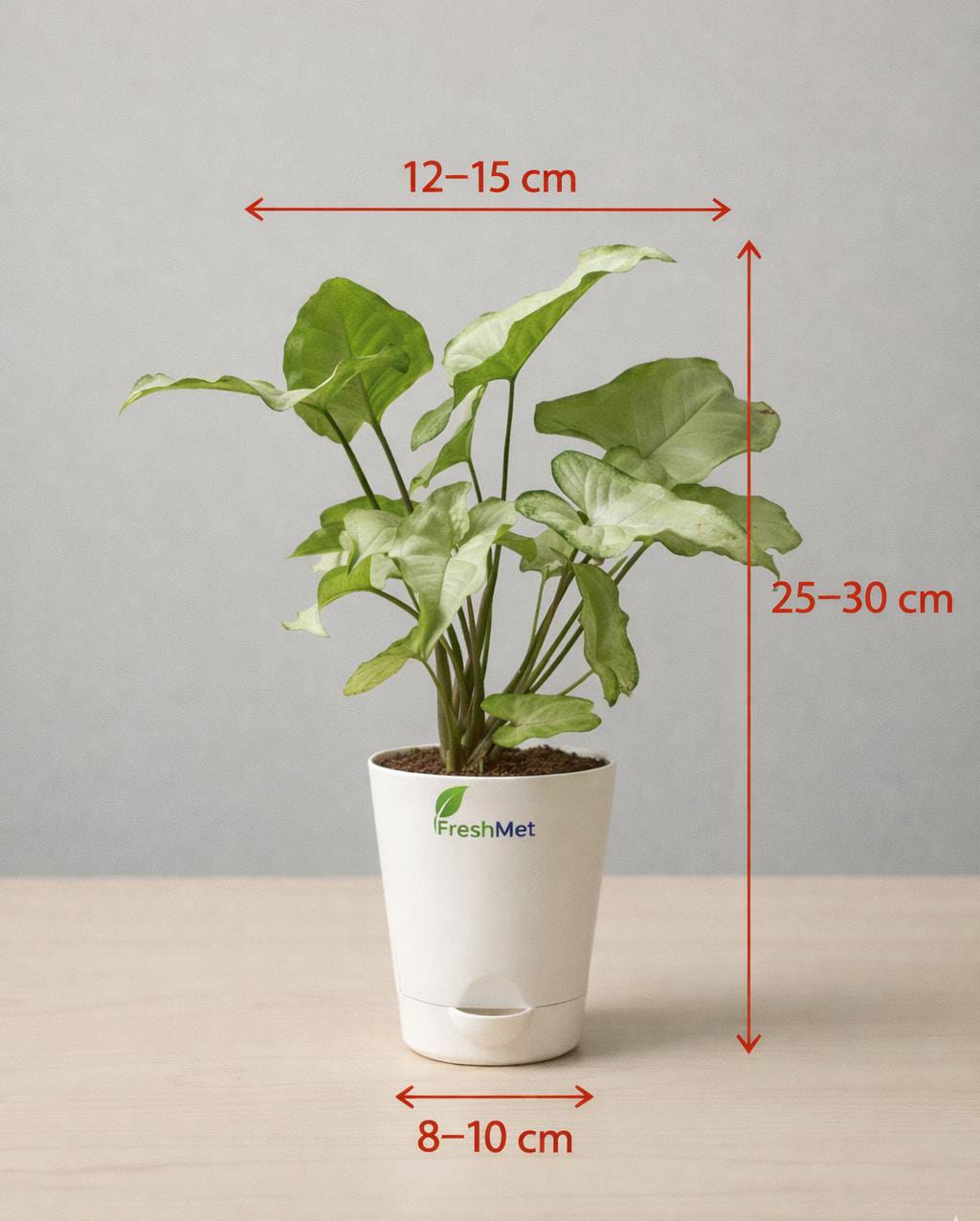 FreshMet White Syngonium Live Indoor Plant | Self Watering Pot | Easy Care Home & Office Decor Plantuct