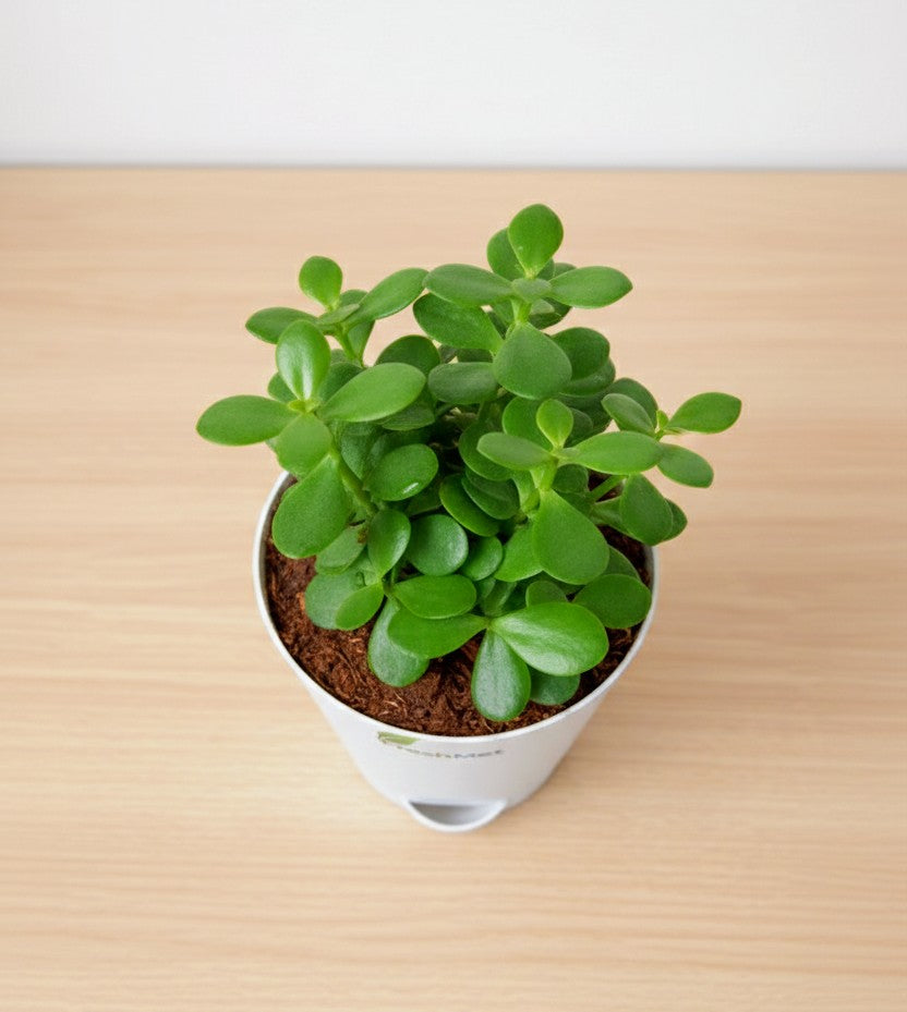 FreshMet Jade Plant/Lucky Plant Live Indoor Plant | Self Watering Pot | Easy Care Home & Office Decor Plant