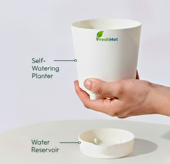 FreshMet Jade Plant/Lucky Plant Live Indoor Plant | Self Watering Pot | Easy Care Home & Office Decor Plant