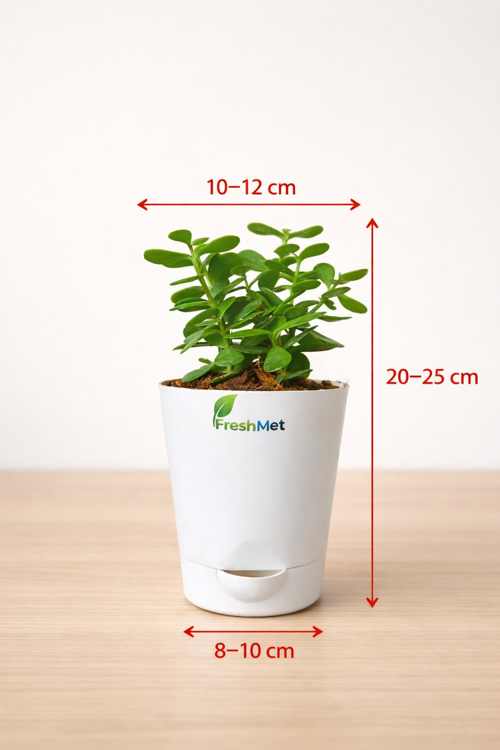 FreshMet Jade Plant/Lucky Plant Live Indoor Plant | Self Watering Pot | Easy Care Home & Office Decor Plant
