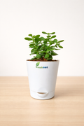 FreshMet Jade Plant/Lucky Plant Live Indoor Plant | Self Watering Pot | Easy Care Home & Office Decor Plant