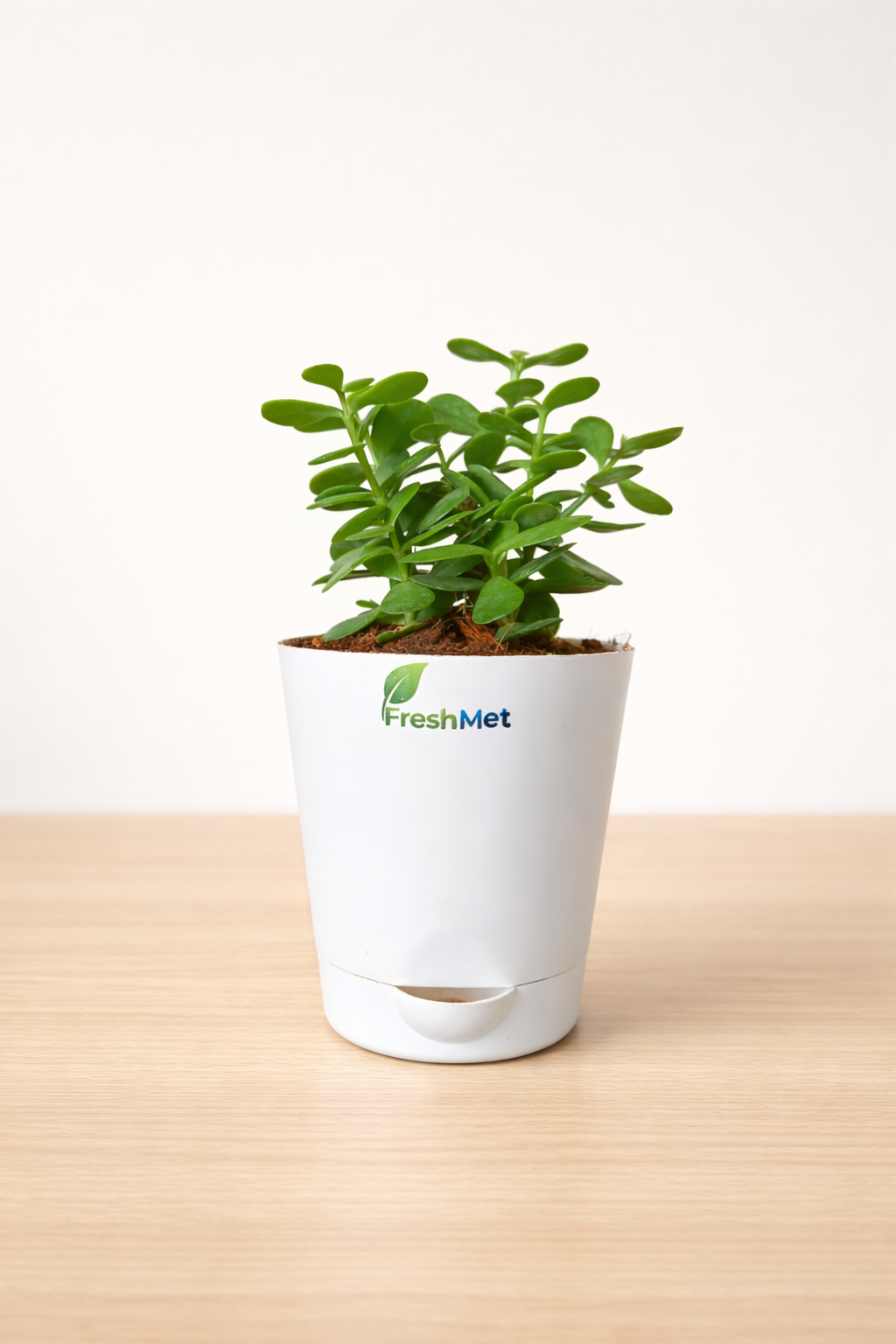 FreshMet Jade Plant/Lucky Plant Live Indoor Plant | Self Watering Pot | Easy Care Home & Office Decor Plant